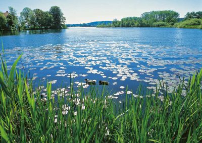 Seerosen im Pelhamer See